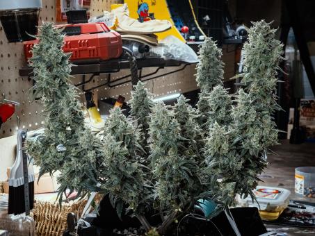 Dark Devil Auto - картинка 3