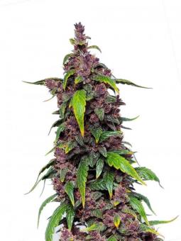 Buddha Purple Kush Auto - картинка 9