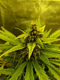 Girl Scout Cookies Auto - картинка 7