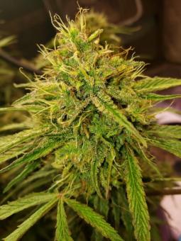 Smoothie Auto - картинка 8