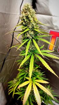 Medikit - картинка 1