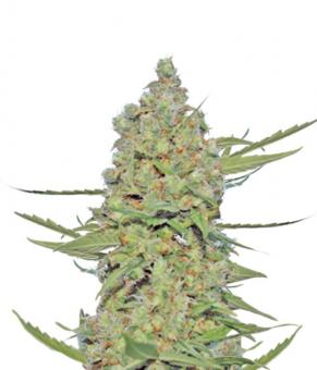 Laughing Buddha - картинка 1