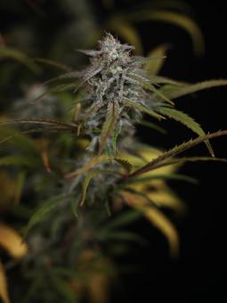 HighCloudZ Auto - картинка 2