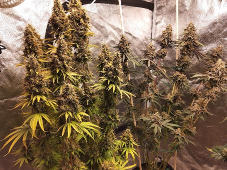 Arjan's Strawberry Haze - картинка 2