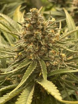 Papaya Zoap Auto - картинка 3