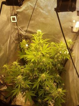 Northern Lights Auto - картинка 1