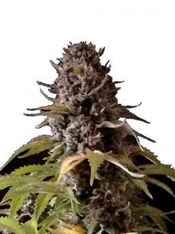 Auto Alpujarreña - картинка 5