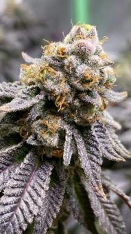 Kees' Old School Haze - картинка 5