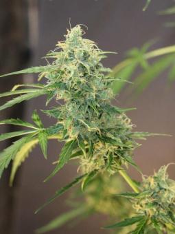 Gorila - картинка 3