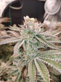 AlienZ - картинка 5