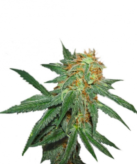 Great White Shark - картинка 5