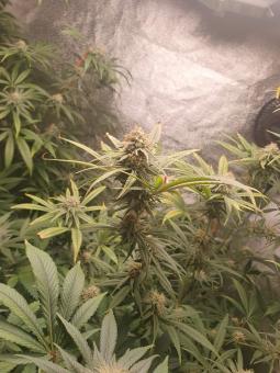 Fresh Candy - картинка 1