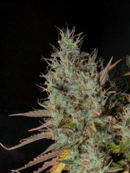 Auto Gelato Genetics - картинка 5