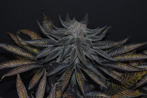 Persian Pie  - картинка 5