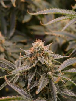 Nicole Og Kush - картинка 5