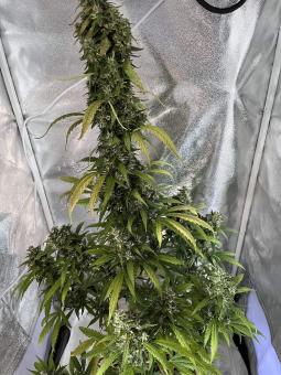 Sweet Amnesia Haze XL Auto - картинка 2
