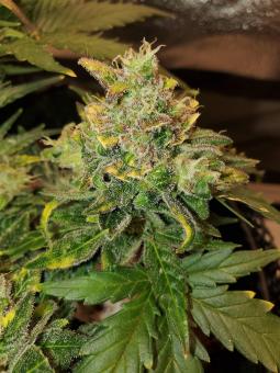 Auto American Pie - картинка 2