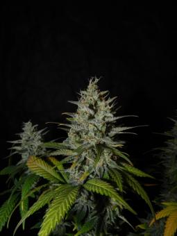 Blue Gem - картинка 4