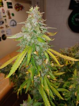 Niagara Auto - картинка 8