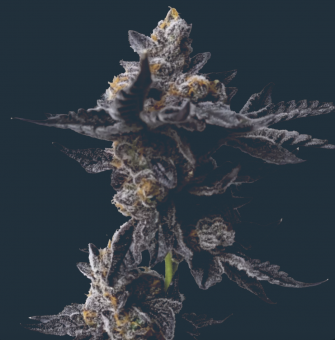 Cookies Gelato - картинка 1