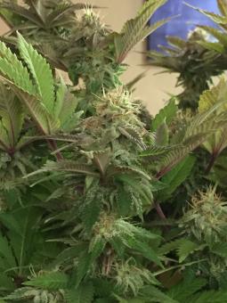 Blue Pyramid - картинка 4