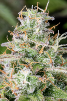 Lemon Pie Auto - картинка 3