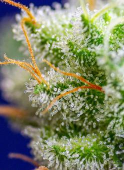 Sweet Zenzation/Sweet skittlez - картинка 1