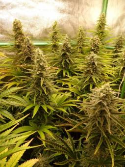 Banana Krumble - картинка 5