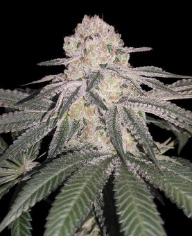 Kong's Krush - картинка 2