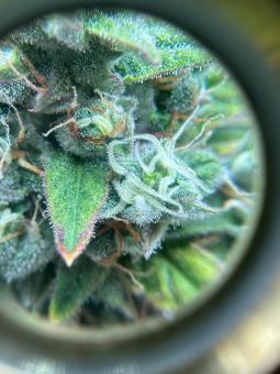 Strawberry Gorilla Auto - картинка 5