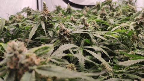 Critical Daddy Purple - картинка 4