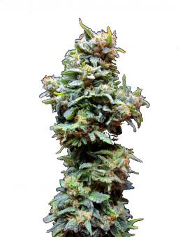 Chronic Ryder BX autofem - картинка 5