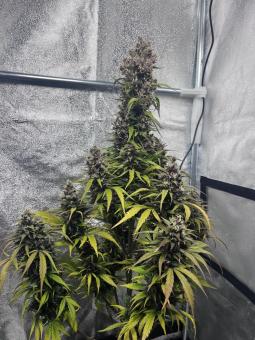 Purple Punch Auto - картинка 4