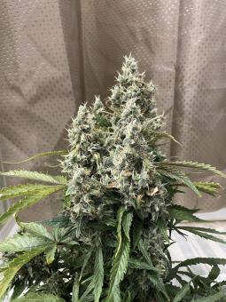 New York City - картинка 5