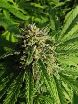 GG4 Sherbet FF - картинка 1