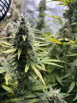 Amnesia Zkittlez Auto - картинка 7