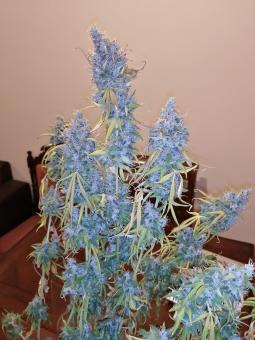 Auto Lennon - картинка 6