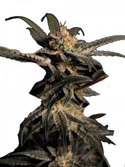 Chocolate Wafflez - картинка 1