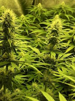 White Haze genetics - картинка 3