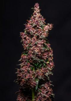 Buddha Purple Kush Auto - картинка 3