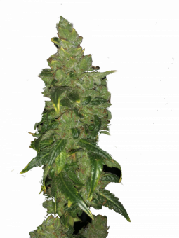 Sour Gorilla Genetics - картинка 5