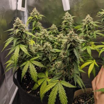 Skywalker Auto - картинка 1