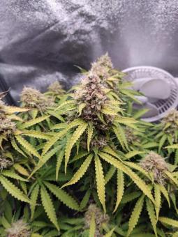 O.G Kush Auto - картинка 3