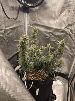 Dark Devil Auto - картинка 2