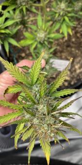 Humboldt Dream Auto - картинка 4