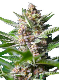 Purple Punch OG - картинка 1