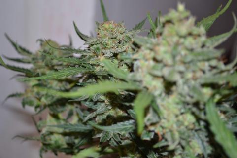 Auto Collection Pack №2 - картинка 4