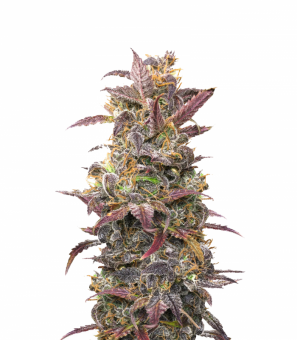 Auto Orange Bud - картинка 1