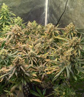 Auto Orange Bud - картинка 2