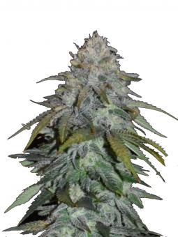 Skunk #1 Auto - картинка 1